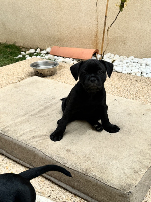 CHIOT 7 tache blanc torse bout patte blanche