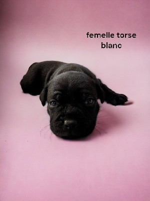 CHIOT 7 tache blanc torse bout patte blanche