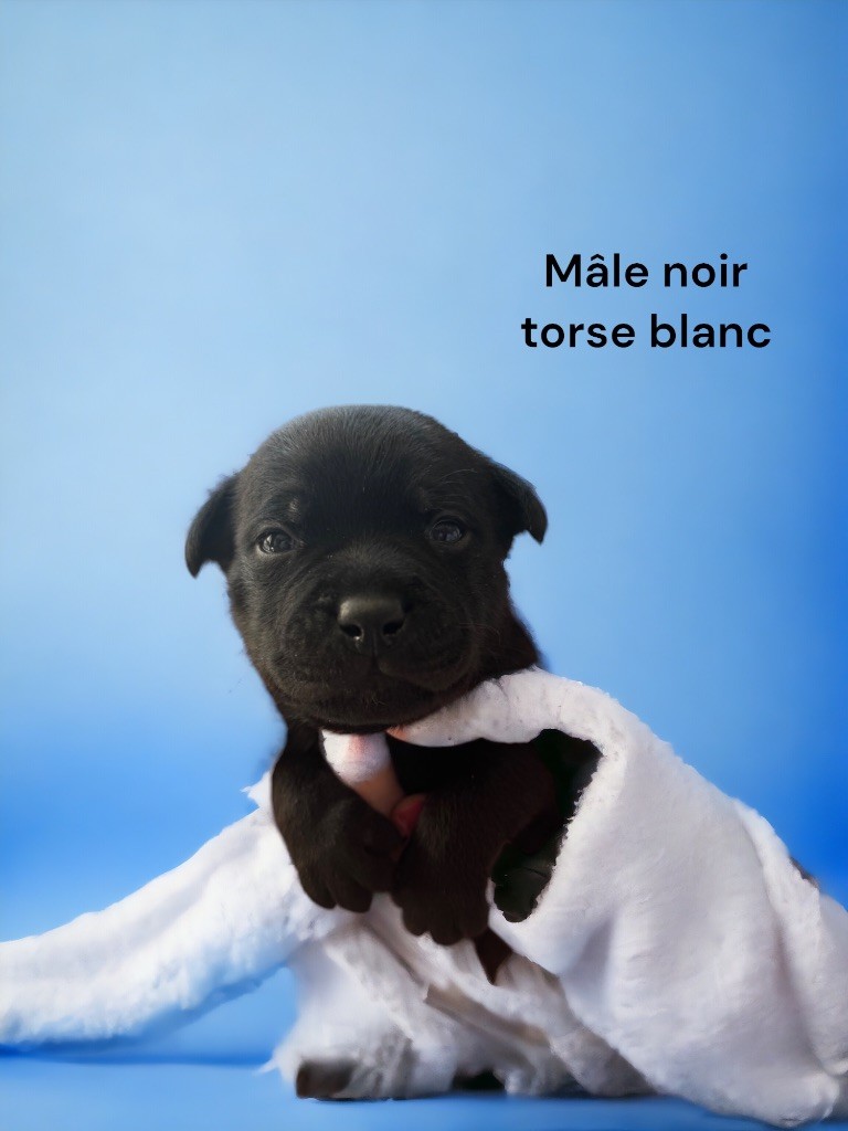 De La Cruz Del Sur - Chiot disponible  - Staffordshire Bull Terrier